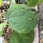 Boehmeria cylindrica Листок