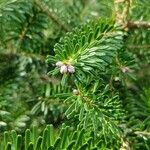 Abies koreana Лист