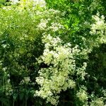 Clematis recta عادت داشتن