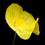 Utricularia gibba Fleur