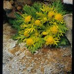 Sanicula arctopoides Blüte