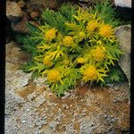 Sanicula arctopoides Flower