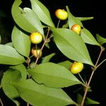 Eugenia oerstediana Fruto