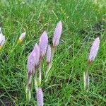 Crocus sativus 果実