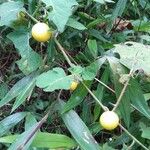 Solanum capsicoides Hàbitat