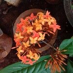 Ixora chinensis Blüte