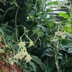 Nicotiana spp. Habit