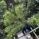 Abies alba Blad