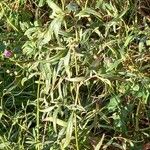 Atriplex oblongifolia 葉