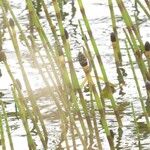 Equisetum fluviatile Blad