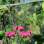 Euonymus latifolius Fruto