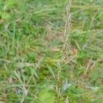 Danthonia decumbens Květ