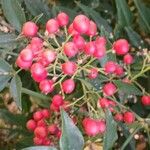 Nandina domesticaFruit