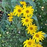 Helianthus grosseserratus Blomst