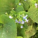 Brunnera macrophylla花