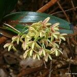 Dendrobium gracilicaule ᱡᱚ