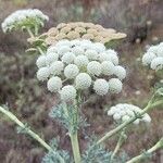 Seseli gummiferum 花