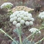 Seseli gummiferum Flower