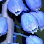 Muscari botryoides 花