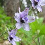 Delphinium denudatum Hábito