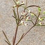 Galium setaceum 花