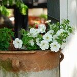 Petunia × atkinsiana Flor