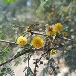 Vachellia farnesianaFlor