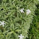 Tabernaemontana divaricataFleur