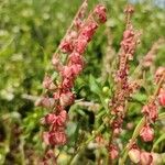 Rumex scutatus Flower