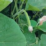 Luffa aegyptiaca Прочее