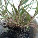 Eragrostis minor Jani