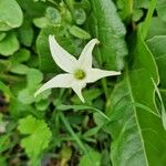 Jaborosa integrifolia फूल