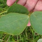 Calopogonium mucunoides Leaf