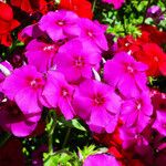 Phlox drummondii Flower