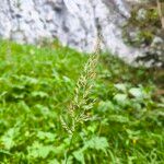 Calamagrostis varia Bloem