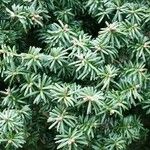 Abies balsamea Feuille