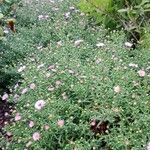 Symphyotrichum novi-belgii Hábito