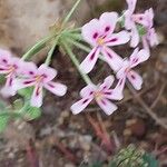 Pelargonium echinatum Flor