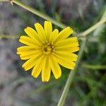 Launaea mucronata Flower