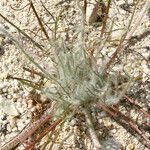 Malacothrix californica Hoja