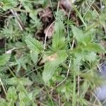 Veronica austriaca Leaf