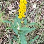 Crotalaria mitchellii Облик