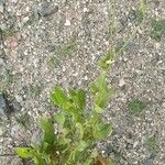 Nicotiana paa Hábito