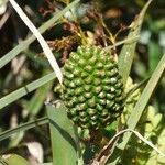 Pandanus montanus ফল