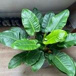 Philodendron melinonii Liść