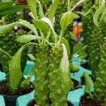 Euphorbia ritchiei Hàbitat