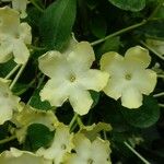 Brunfelsia undulata Floare