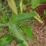 Heliconia psittacorum Leaf