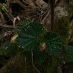 Begonia fischeri Агульны выгляд