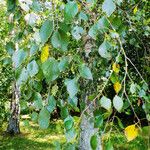 Betula populifolia পাতা